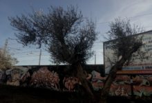 Trani – Le olive di proprietà del Comune non valorizzate