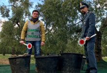 BAT – Finanza:  sventato furto di olive tra Barletta e Trani. Recuperati 10 quintali di raccolto