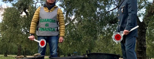 BAT – Finanza:  sventato furto di olive tra Barletta e Trani. Recuperati 10 quintali di raccolto