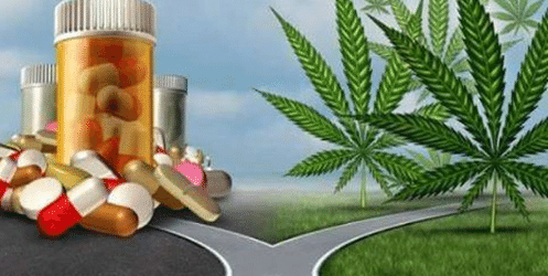 Barletta – Cannabis, M5S: domani incontro informativo su proprietà terapeutiche