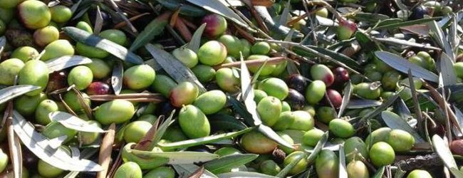 Protesta olivicoltori: i commenti dei partecipanti