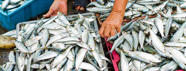 Margherita di Savoia – Sequestrati 50 kg di prodotto ittico non tracciabile