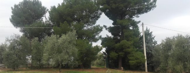 Andria – Allarme furti di olive: “Nella mia proprietà hanno sottratto circa 50 quintali di olive. Dov’è la guardia campestre?”. La denuncia di un imprenditore agricolo andriese. FOTO