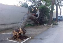 Trani – Ancora un albero spezzato. Colpa del vento?