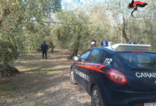 Andria – Carabinieri: arrestato 27enne rumeno per furto 4 quintali di olive