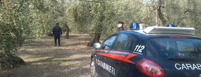 Andria – Carabinieri: arrestato 27enne rumeno per furto 4 quintali di olive