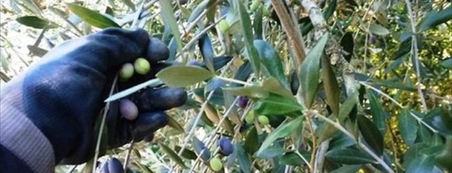 Andria – Furti di olive: denunciato 37enne rumeno