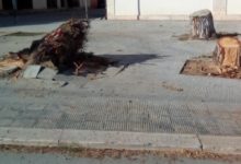 Andria – Quartiere San Valentino: cade un albero ma la foresta non cresce