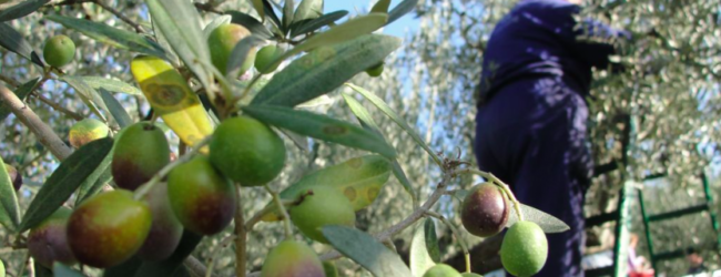 Andria – “Vigna & Olivo 2018”: giovedì 15 marzo è di scena l’olivicoltura