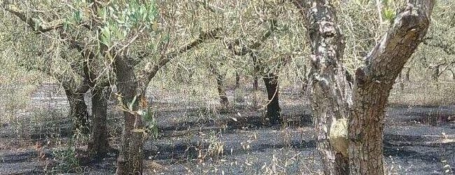 Andria – Maltempo, Coldiretti Bari e BAT: sopralluogo tra gli ulivi secchi