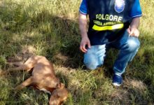 Trani –  Guardie Folgore salvano cane denutrito