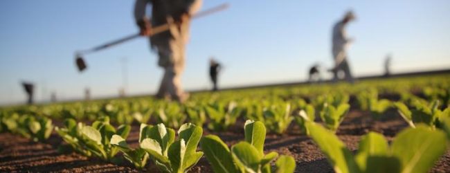 Montegrosso – Confronto imprenditori agricoli e politici: invitati “operai, amici e familiari”