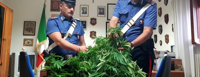Andria – Carabinieri: due arresti per coltivazione di marijuana