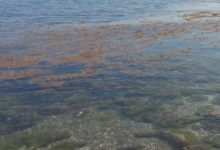 Allarme alga tossica in Puglia: a Fasano alcuni bagnanti costretti a ricorrere alle cure mediche