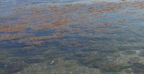 Allarme alga tossica in Puglia: a Fasano alcuni bagnanti costretti a ricorrere alle cure mediche