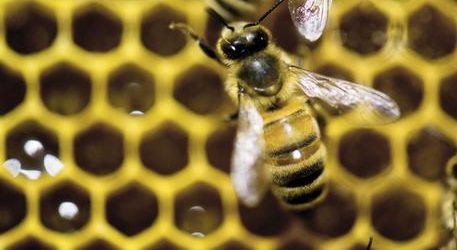 Trinitapoli – Assalito da sciame api, muore un 45enne romeno
