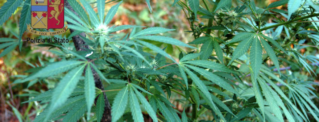 Andria – Coltiva marijuana all’interno di una cantina, 49enne denunciato
