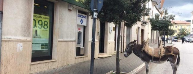 Puglia – Parcheggia l’asino e si reca in banca: l’episodio curioso accaduto nel foggiano