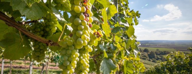 Andria – Campagna vitivinicola 2018: tutte le info su convalida documenti “MVV”