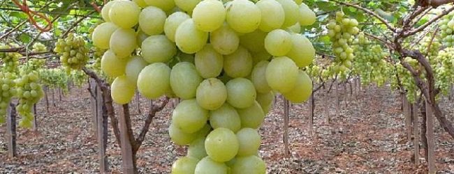 Andria – Il mercato delle uve da vino è in crisi
