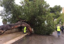 Barletta –  Un albero è caduto sulla litoranea di Levante, se ne stanno accertando le cause