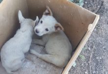 Minervino Murge – Animali abbandonati in città, Avv. Vaccariello: “nonostante il Comando di Polizia sia stato informato, nessun provvedimento è stato disposto”