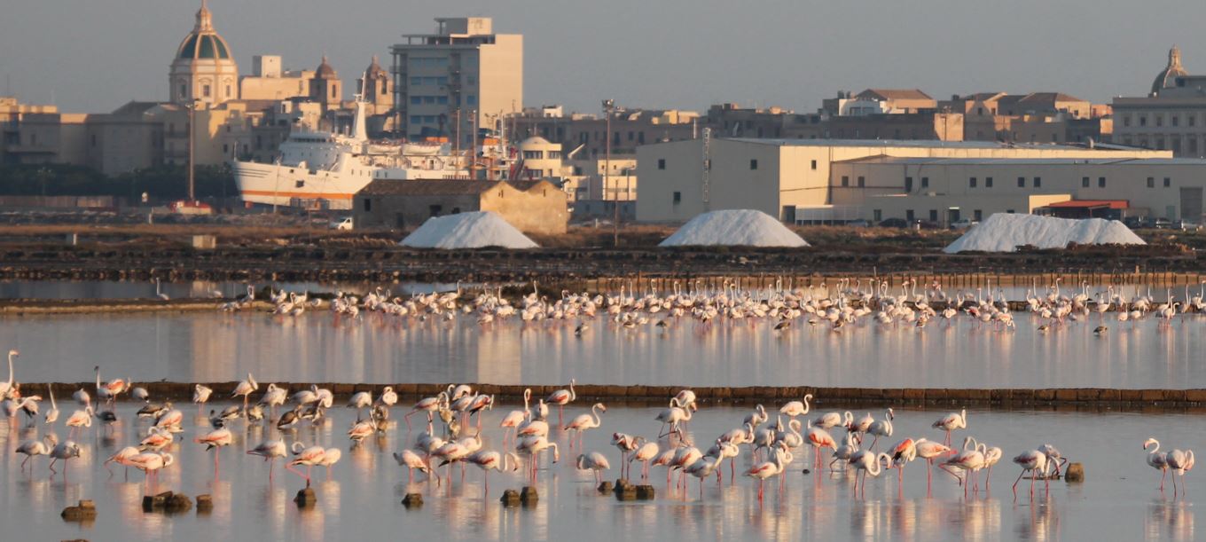 Margherita Di Savoia Le Saline In Gestione Ad Una Multinazionale Francese Batmagazine Notizie D Approfondimento Di Barletta Andria Trani Provincia Bat Provincia Barletta Andria Trani Cronaca Politica Sport Economia