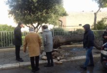 Barletta – Pini Caduti per il maltempo, sopralluogo del sindaco