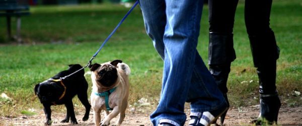 Barletta – Deiezioni canine e norme per i proprietari dei cani, le sanzioni