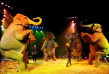 Barletta – Enpa dice  “No” al circo con gli animali