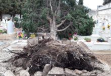Barletta – Maltempo, cadono impalcatura e albero per vento. Disposta chiusura Cimitero