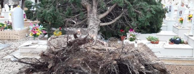 Barletta – Maltempo, cadono impalcatura e albero per vento. Disposta chiusura Cimitero