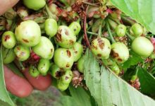 BAT – Comitato Liberi Agricoltori: ciliegie e albicocche distrutte dal maltempo
