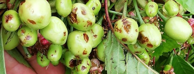 BAT – Comitato Liberi Agricoltori: ciliegie e albicocche distrutte dal maltempo