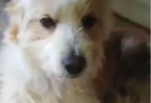 Il cane trascinato sulla Trani-Barletta è vivo e sta bene: “Non è stato fatto volontariamente”. VIDEO