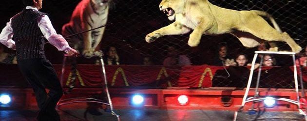 Puglia – Domatore sbranato da 4 tigri al Circo Orfei. La tragedia durante le prove