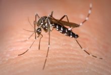 Zanzara tigre: massima allerta in Puglia