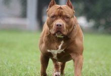 Tragedia sfiorata a Barletta, ma i cani di grossa taglia dovrebbero avere guinzaglio e museruola