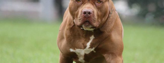 Tragedia sfiorata a Barletta, ma i cani di grossa taglia dovrebbero avere guinzaglio e museruola