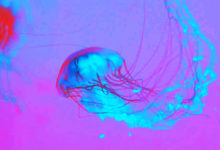 Le meduse sono il cibo del futuro. Si attende via libera Efsa per commercio