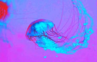 Le meduse sono il cibo del futuro. Si attende via libera Efsa per commercio