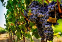 Vendemmia 2019, cresce del 3% la produzione di uva da vino in Puglia