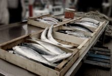 Trani – Contributi regionali per la vendita di prodotti ittici