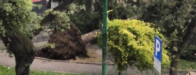 Andria – Forti raffiche di vento in città, abbattuto albero secolare