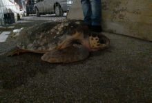 Tartaruga marina recuperata in uliveto a Barletta, domenica prossima tornerà in mare aperto. FOTO