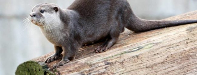 Lontra avvistata alla foce dell’Ofanto: un evento importante per la conservazione della biodiversità