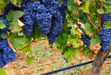 Confagricoltura Puglia: preoccupante frenata per i vini di qualità, reggono quelli “da tavola”