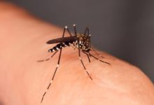 La puntura delle zanzare può trasmettere il Coronavirus?